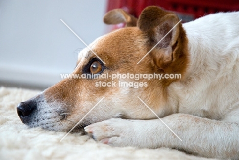 jack russell terrier lying on blanket