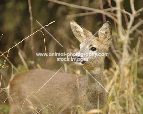 Roe deer in high grass