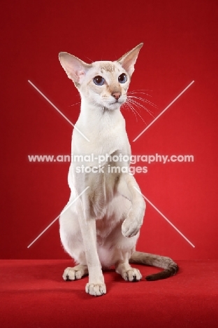 Siamese cat sitting up against red background
