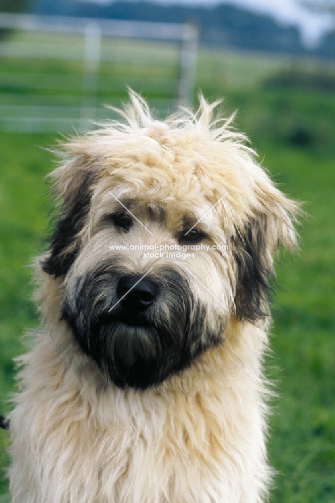 young Irish Soft Coated Wheaten Terrier