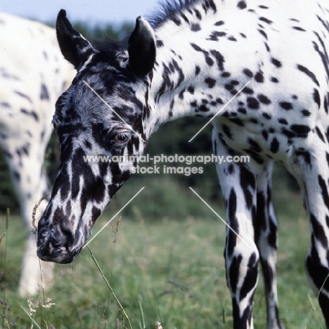 humbug, close-up of Appaloosa foal head