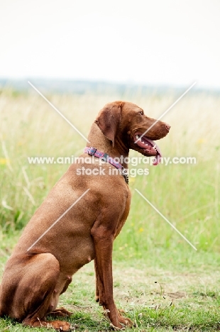 Hungarian Vizsla sitting down