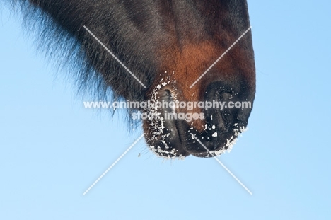 close up of snow covered muzzle of a Morgan horse
