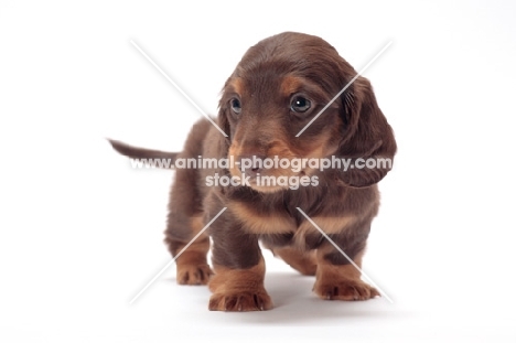 Chocolate Tan coloured longhaired miniature Dachshund puppy