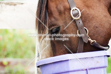 Appaloosa eating from bucket