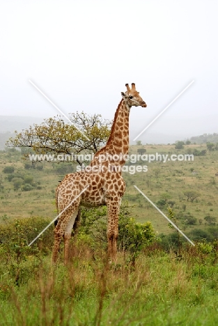 Giraffe