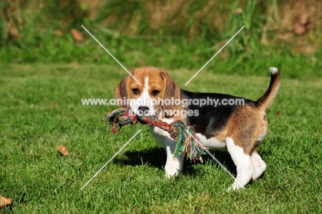 Beagle puppy with toy