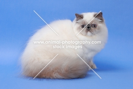 Blue Tortie Point Himalayan cat sitting down, 6 months old. (Aka: Persian or Colourpoint)