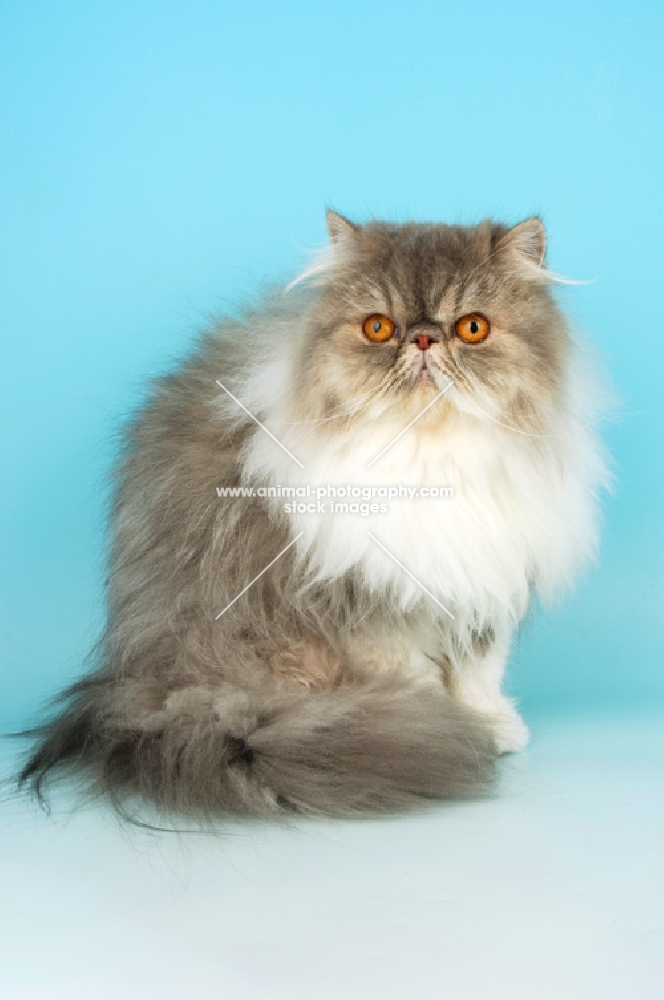 blue tabby and white persian cat