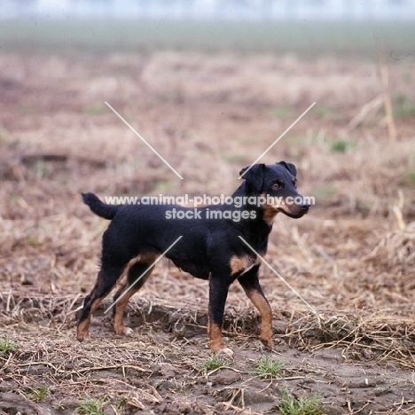 ger ch ethel vom alderhorst, german hunt terrier walking in a field