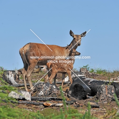 red deer hind and her calf, full body, baby