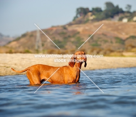 Hungarian Vizsla standing in water