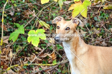 Greyhound near greenery, all photographer's profit from this image go to greyhound charities and rescue organisations