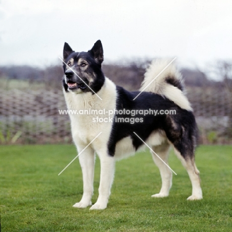 siberian husky, inuk, looking up