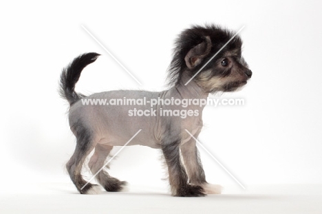 Chinese Crested puppy, side view