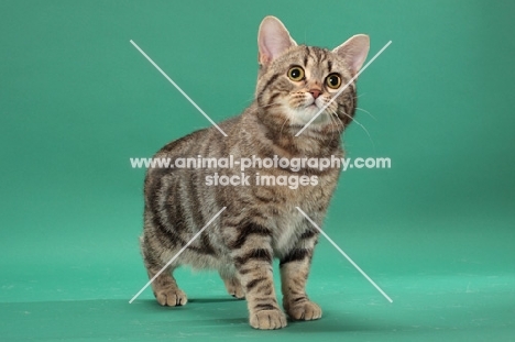 Silver Classic Tabby Manx cat on green background