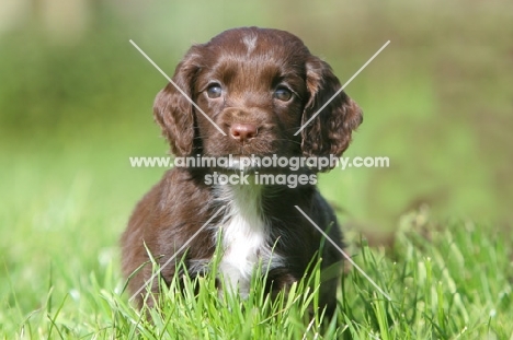 English Cocker Spaniel puppy