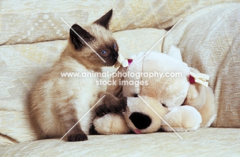 Moggie with Colourpoint Markings sitting on sofa with cuddly toy