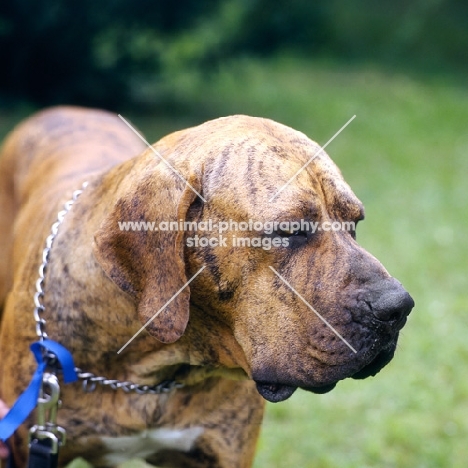  int ch ambros v. kapellenber, fila brasilieiro head portrait