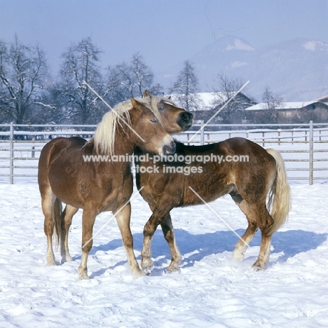 two Haflinger colts nuzzling for supremecy