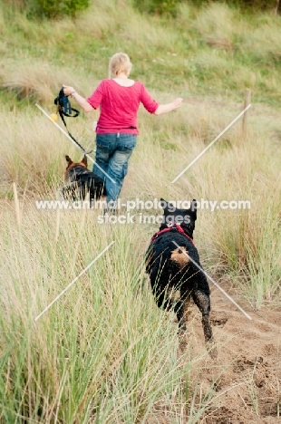 Rottweiler and German Sherpherd running down a sand dune with their owner