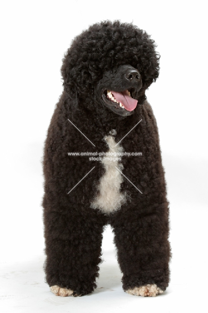 Australian Champion Portuguese Water Dog, black and white colour