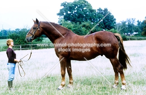 irish draught stallion