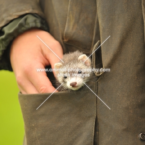 polecat marked ferret kit