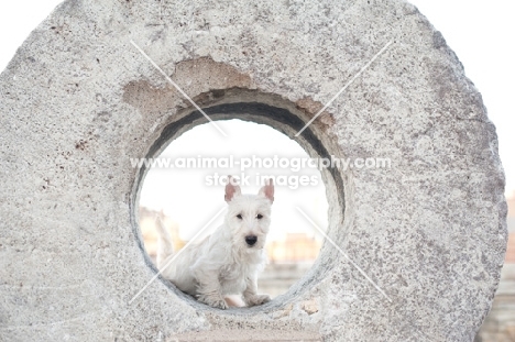 wheaten Scottish Terrier puppy peeking through circular stone sculpture.