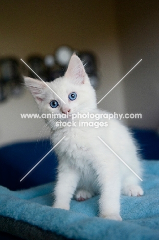 white kitten sitting