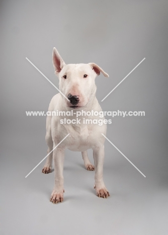 Bull terrier standing on grey studio background.