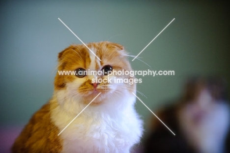 Scottish Fold cat with one blurred in the background.