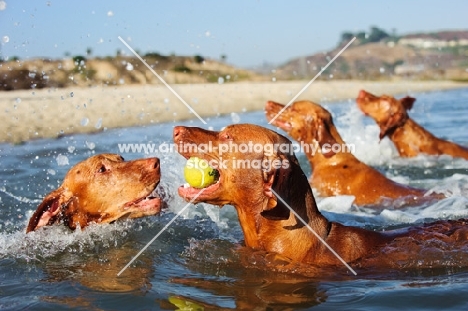 four Hungarian Vizslas playing in water