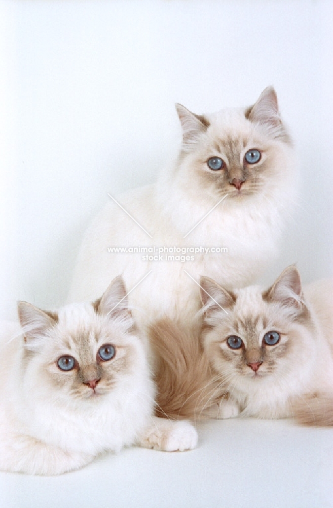 group of birman kittens