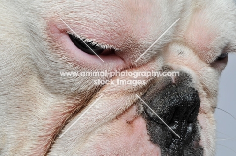 close up of sleepy French Bulldog
