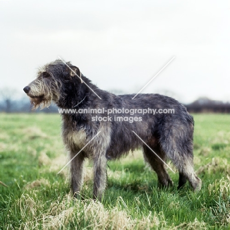 champion irish wolfhound