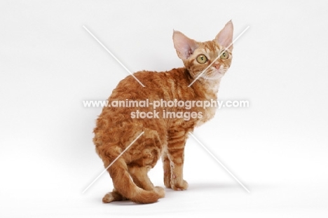 Devon Rex on white background, full body