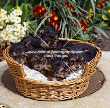 five yorkie pups in basket, 7 weeks old