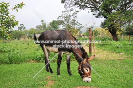 Donkey grazing