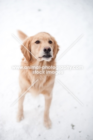 Golden Retriever standing on snow.