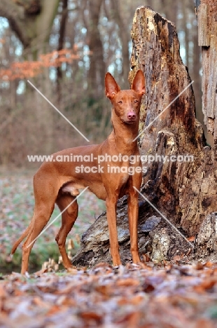 Pharaoh Hound