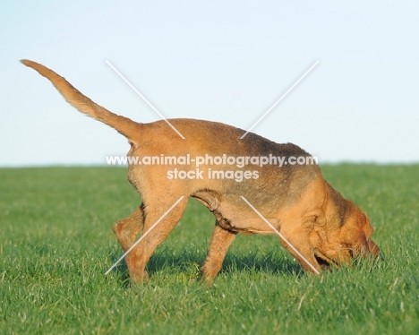 Bloodhound picking up scent in field