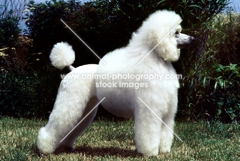 standard poodle in puppy clip