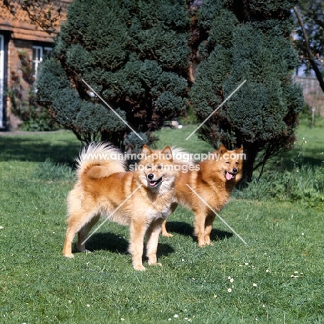 ch cullabine aureole, ch cullabine toni,  two finnish spitz dogs standing on grass