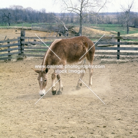 polly, american show mule pawing the ground in enclosure