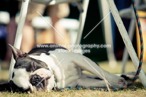 Boston Terrier sleeping