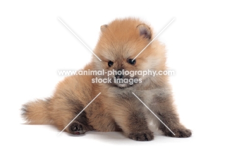 Pomeranian puppy on white background