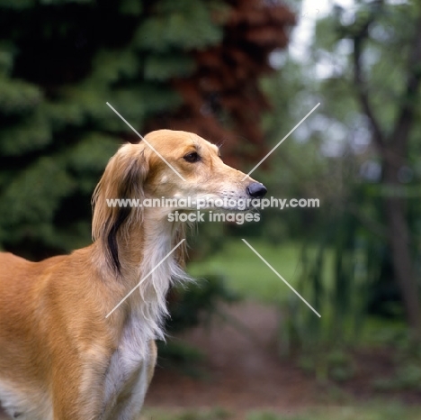 ch jazirat bahiyya (bronte), side view of saluki against greenery, winner hound group crufts 1991
