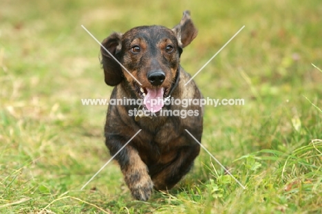 Wirehaired Dachshund (Standard), walking