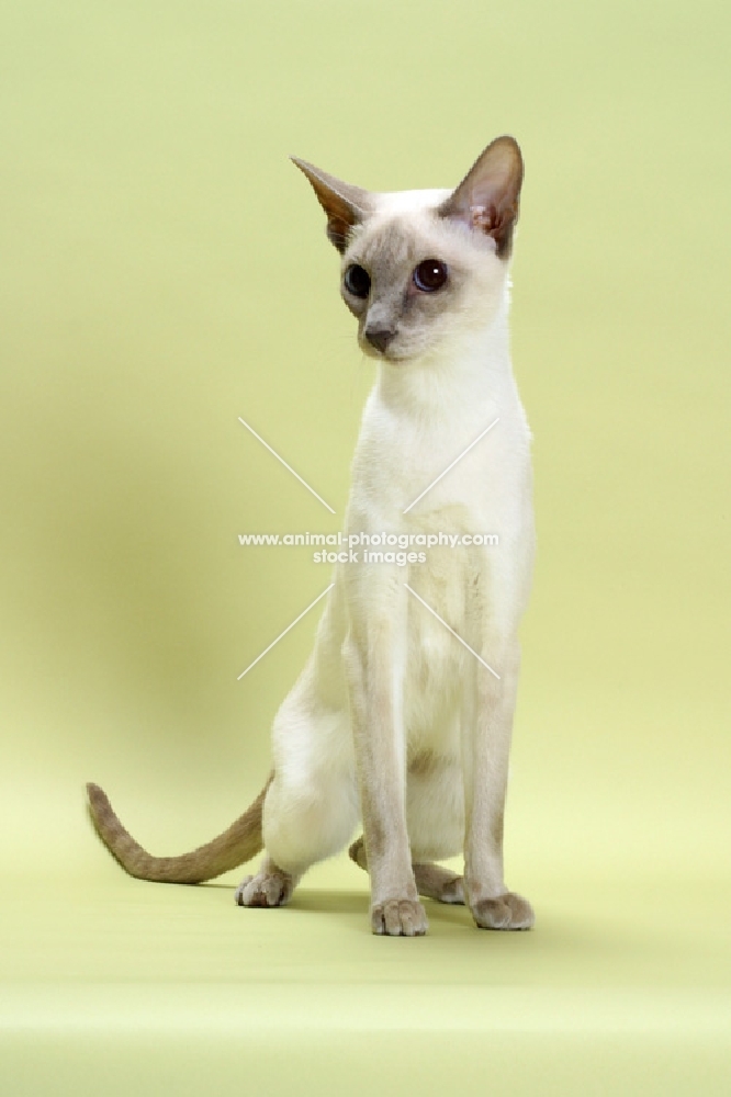 lilac point Siamese cat standing, looking away